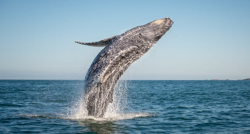 Contact us il delfino