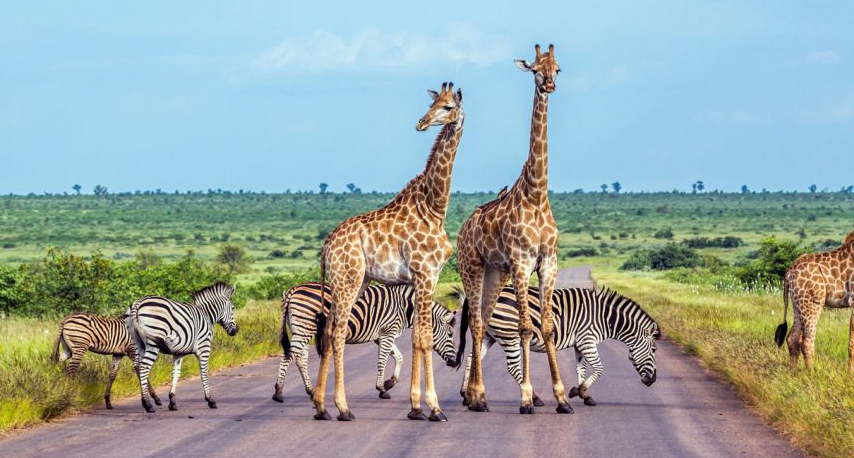 Contact us il delfino2