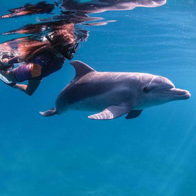 Swimming-with-dolphins